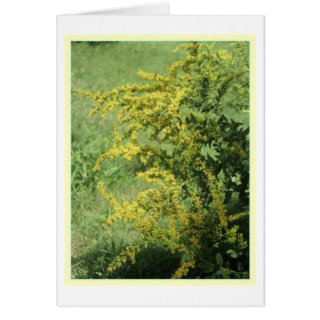 野生花カード (正面)