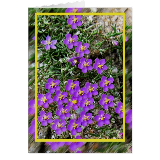 野生花カード (正面)