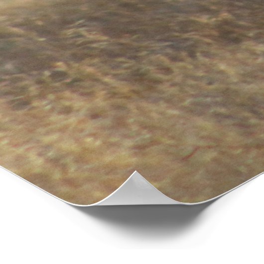 野生馬の写真 ポスター (角)