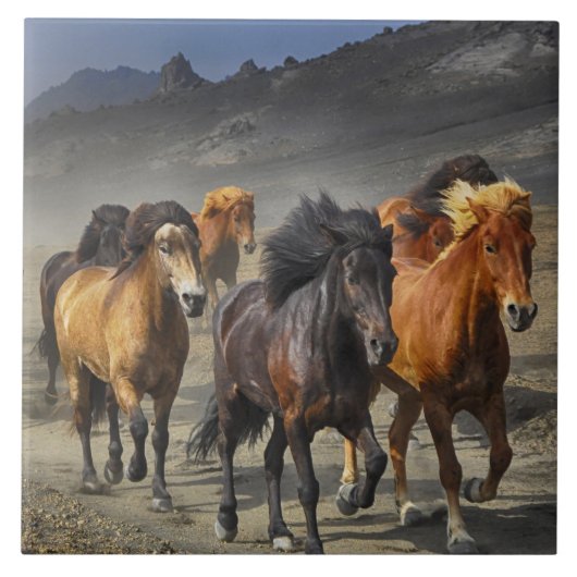 野生馬 タイル (正面)