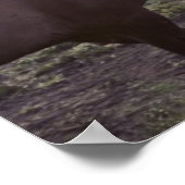 野生馬 ポスター (角)