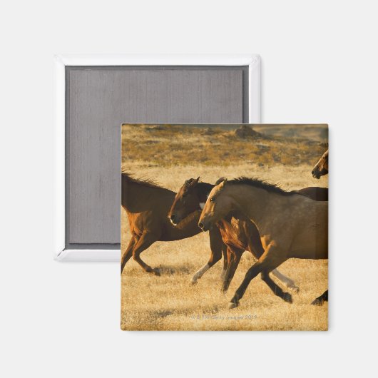 野生馬 マグネット (正面/裏面)