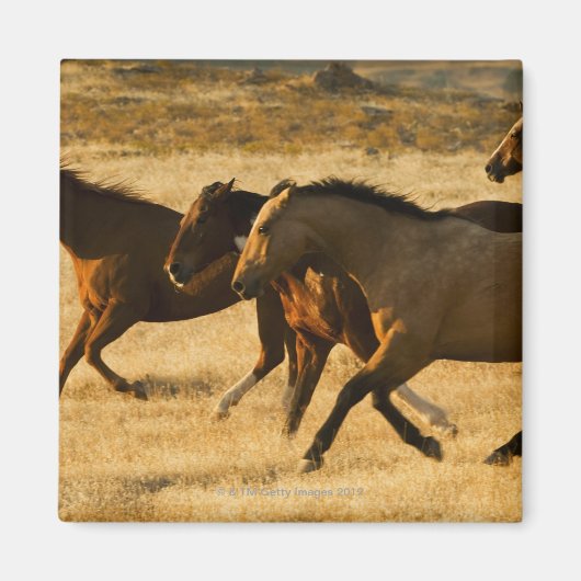 野生馬 マグネット (正面)