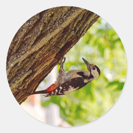 野生鳥の緑の葉の背景写真 ラウンドシール (正面)