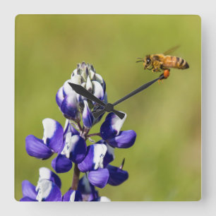 野生Lupineの花を熟視している働き者 スクエア壁時計