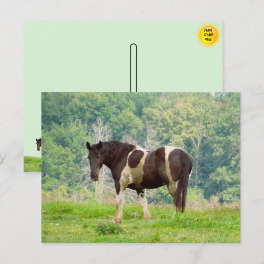 野絵を描中のアメリカの馬 ポストカード (正面/裏面)