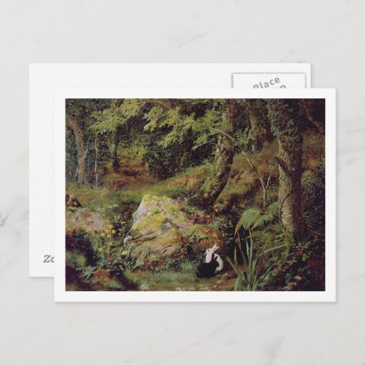 野良兎 ポストカード (正面/裏面)