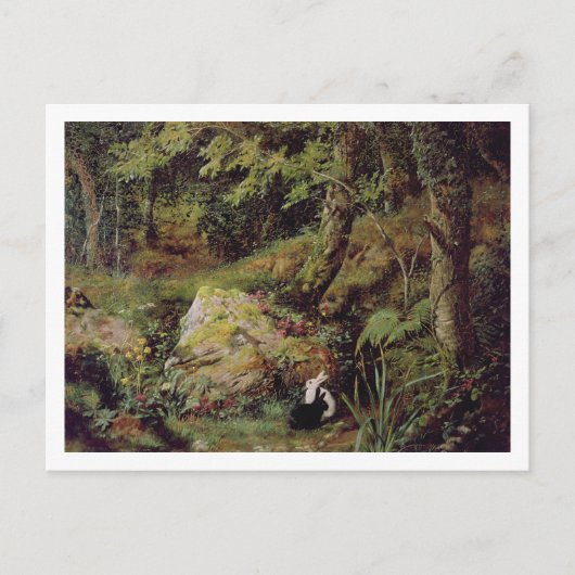 野良兎 ポストカード (正面)