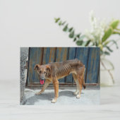 野良犬カード (スタンド正面)