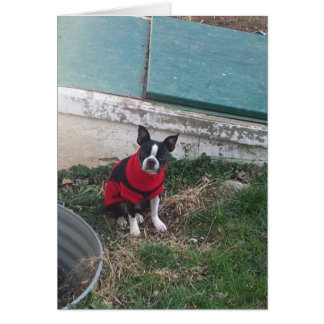 野良犬