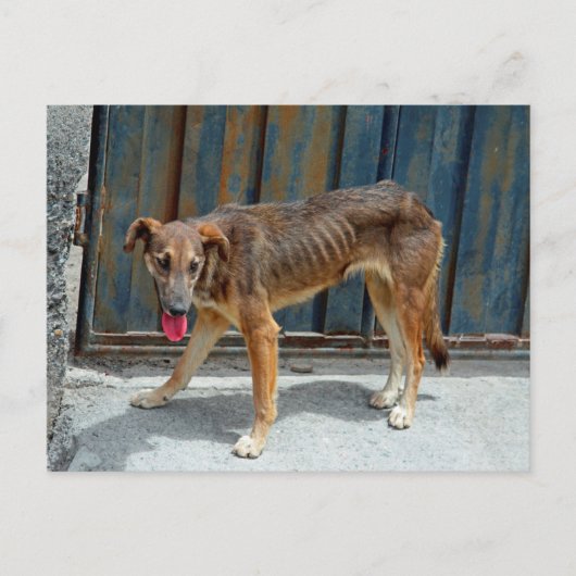 野良犬 ポストカード (正面)
