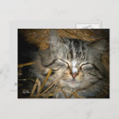 野良猫の冬のシェルターで寝る ポストカード (正面/裏面)