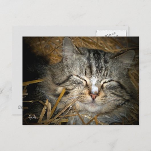 野良猫の冬のシェルターで寝る ポストカード (正面/裏面)