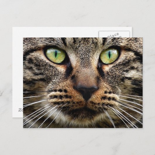 野良猫の視線 ポストカード (正面/裏面)