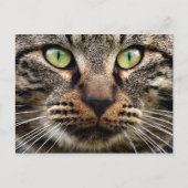 野良猫の視線 ポストカード (正面)