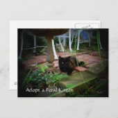 野良猫の里親募集はがき ポストカード (正面/裏面)