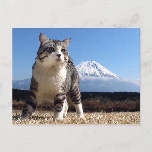 野良猫ニャン吉【いよっ日本一!】 ポストカード (正面)