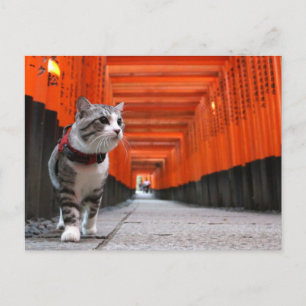 野良猫ニャン吉【伏見稲荷】 ポストカード