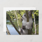 野良猫ニャン吉【沖縄でひとやすみ】 ポストカード (正面/裏面)