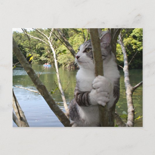 野良猫ニャン吉【沖縄でひとやすみ】 ポストカード (正面)