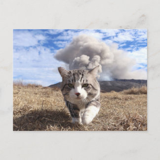 野良猫ニャン吉【活動期】 ポストカード
