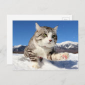 野良猫ニャン吉【肉球全開！】 ポストカード (正面/裏面)