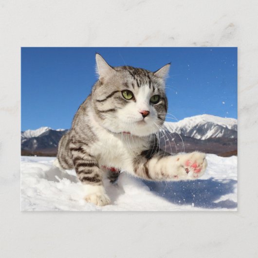 野良猫ニャン吉【肉球全開！】 ポストカード (正面)