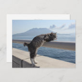 野良猫ニャン吉【錦江湾と桜島】 ポストカード (正面/裏面)
