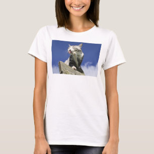 野良猫ニャン吉【青空眩しいぜ!】 Tシャツ
