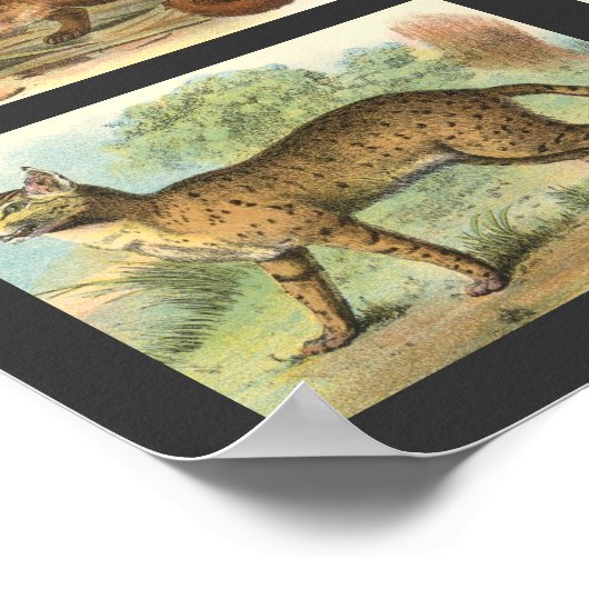 野良猫 ポスター (角)