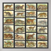 野良猫 ポスター (正面)