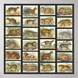 野良猫 ポスター