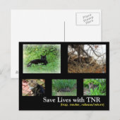 野良猫 TNR ポストカード (正面/裏面)