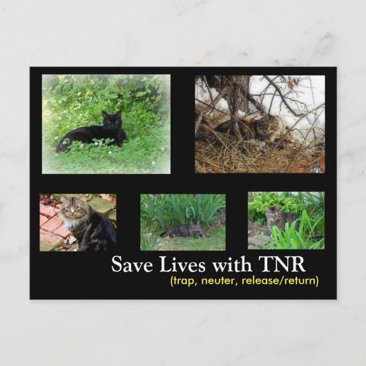 野良猫 TNR ポストカード (正面)