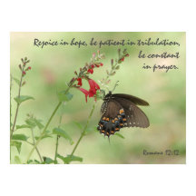 野花の蝶、ローマの詩12:12