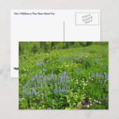 野草のフィールドで山レイニア ポストカード (正面/裏面)