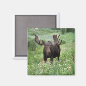 野草の中の雄牛の海藻の香り) マグネット (正面/裏面)