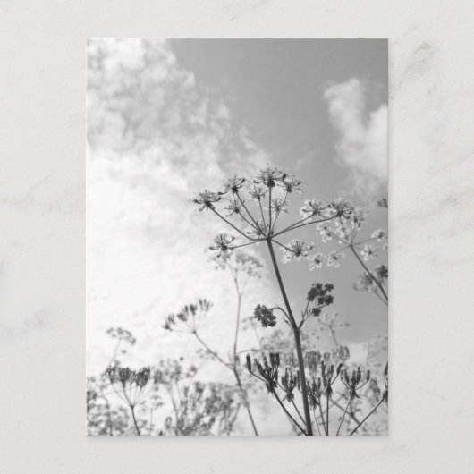 野草の夏 ポストカード (正面)