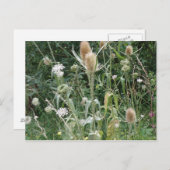 野草はがき ポストカード (正面/裏面)