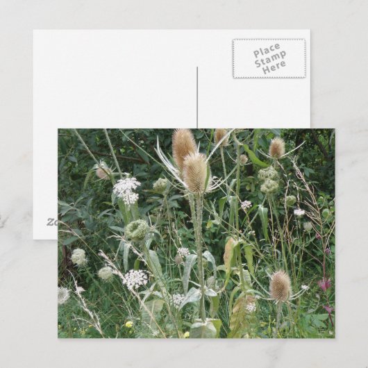 野草はがき ポストカード (正面/裏面)