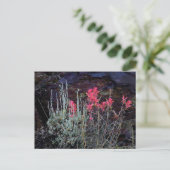 野草 ポストカード (スタンド正面)