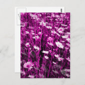 野草 ポストカード (正面/裏面)