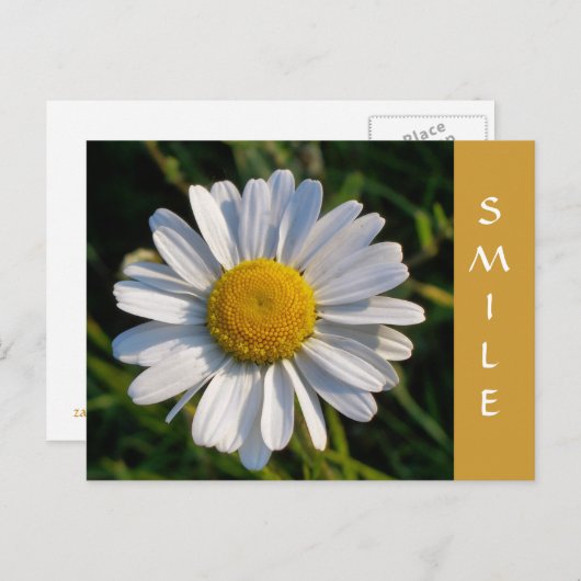 野草 ポストカード (正面/裏面)