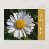 野草 ポストカード (正面)