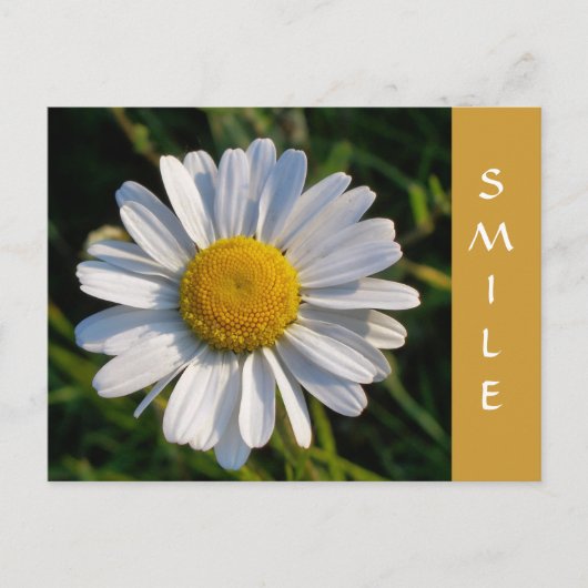 野草 ポストカード (正面)