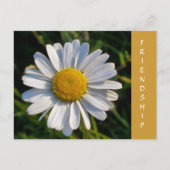 野草 ポストカード (正面)