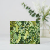 野菜園の雪エンドウ豆 ポストカード (スタンド正面)