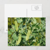 野菜園の雪エンドウ豆 ポストカード (正面/裏面)
