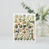 野菜果実園ヴィンテージ植物はがき ポストカード (スタンド正面)