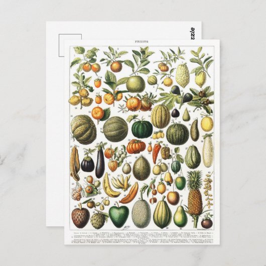 野菜果実園ヴィンテージ植物はがき ポストカード (正面/裏面)
